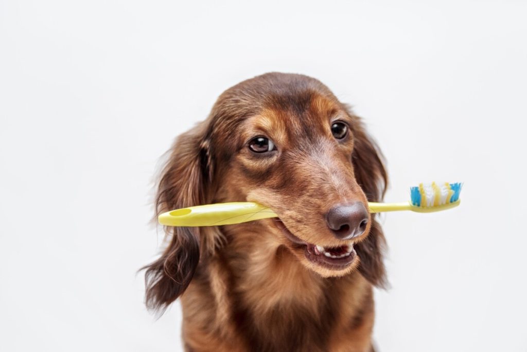 Consejos para el Cuidado Dental de tu Mascota